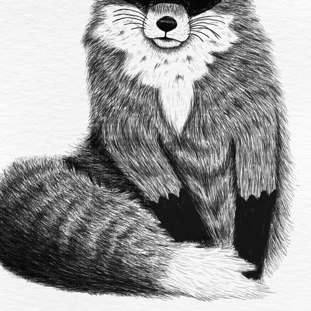 Renard masqué - Collection animaux