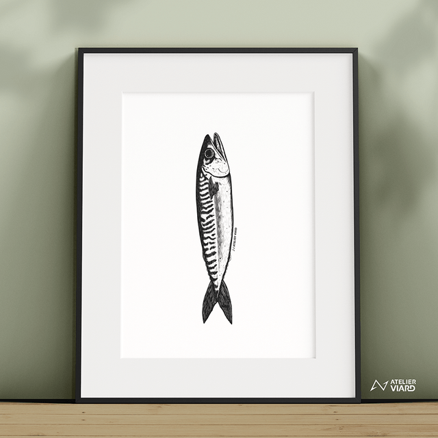Le maquereau - Collection animaux