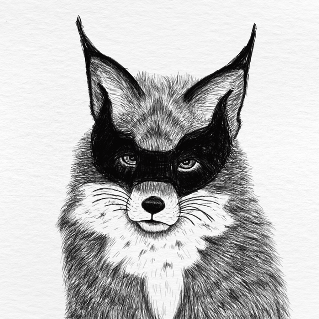 Renard masqué - Collection animaux