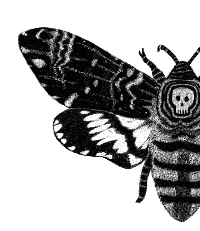 Papillon Sphinx - Collection animaux