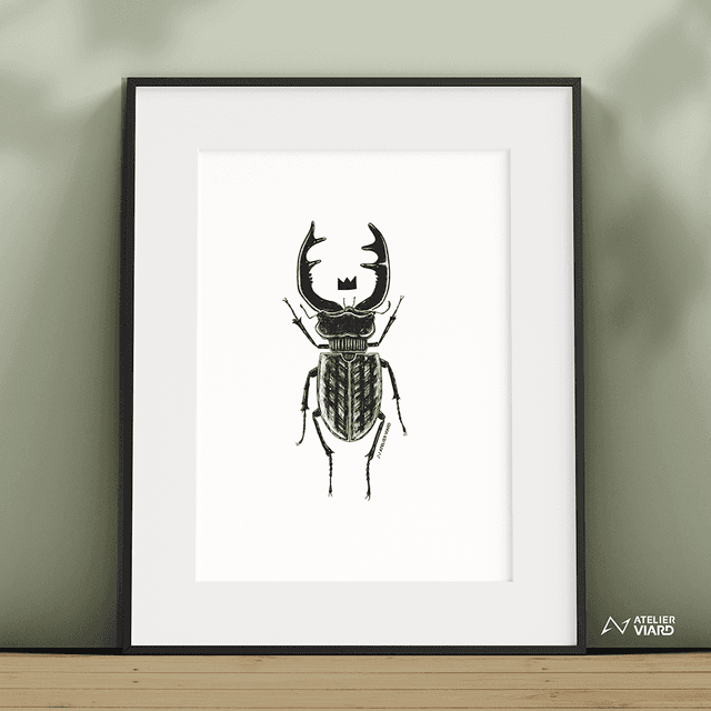 Le roi scarabée - Collection animaux