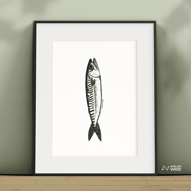 Le maquereau - Collection animaux